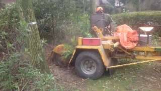 Renesse bomen rooien